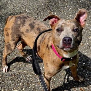 Miri, Pit Bull Terrier, young, available for adoption