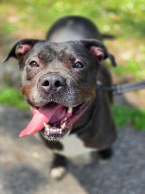 Flow, Terrier / Pit Bull Terrier, adult, available for adoption