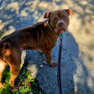 Otter, Pit Bull Terrier, young, available for adoption