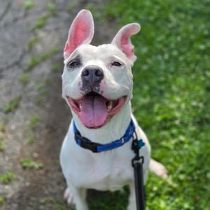 Khalessi, Pit Bull Terrier, young, available for adoption
