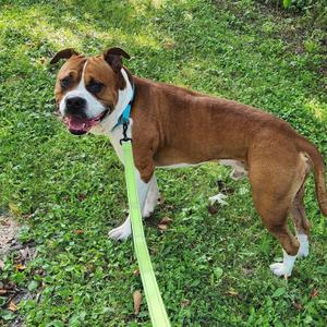 A brown and white dog with a blue collar standing on a grassy area, holding a green leash.