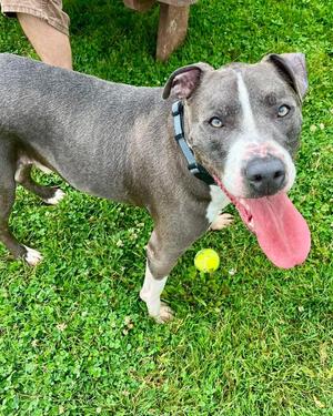 Tango, Pit Bull Terrier, adult, available for adoption