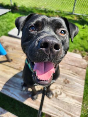 Jester, Pit Bull Terrier, young, available for adoption