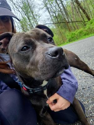 Mara, Pit Bull Terrier, young, available for adoption