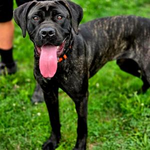 Knox, Cane Corso, puppy, available for adoption