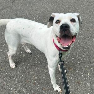 A white dog with black spots on its back and ears, wearing a red collar and a black leash, standing on a paved surface with its mouth open and tongue out.