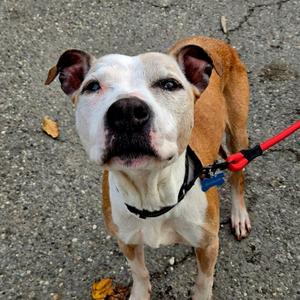 Gertrude, Pit Bull Terrier, senior, available for adoption