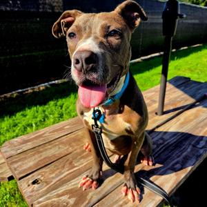 Hurley, Cane Corso, puppy, available for adoption