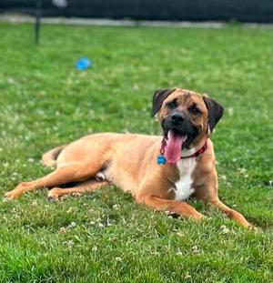 A brown and white dog with a red collar and a blue tongue is lying on the grass. The dog is looking at the camera with its mouth open and tongue out. In the background, there is a blue ball on the grass.