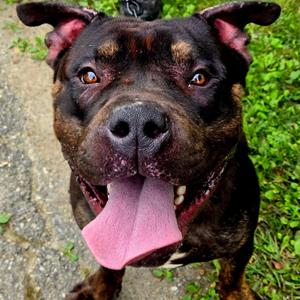 Puddle, Pit Bull Terrier, young, available for adoption