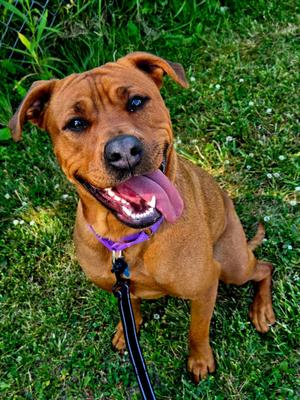 Diva, Labrador Retriever, young, available for adoption