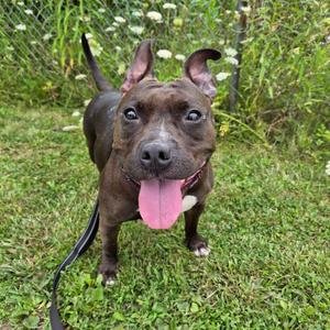 A black dog with floppy ears and a pink tongue sticking out, standing on a grassy field with a fence and white flowers in the background.