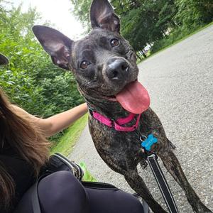 Precious, Pug / Pit Bull Terrier, adult, available for adoption
