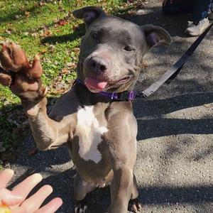 Kibbles, Pit Bull Terrier, young, available for adoption