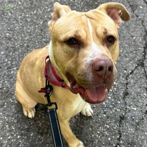 Raya, Pit Bull Terrier, adult, available for adoption