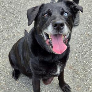 Fay, Black Labrador Retriever / Husky, senior, available for adoption