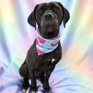 Celeste, Cane Corso, adult, available for adoption