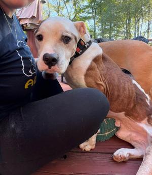 Henry, Pit Bull Terrier, young, available for adoption