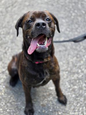 Deb, Cane Corso, young, available for adoption