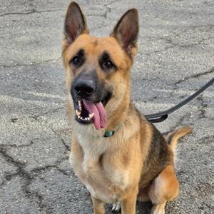 A German Shepherd dog sitting on a paved surface, wearing a green collar and a black leash. The dog has its mouth open, showing its tongue, and appears to be panting. Its ears are upright, and it has a brown and black coat.