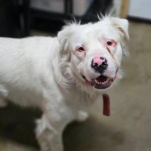 Spot, Australian Shepherd, young, available for adoption