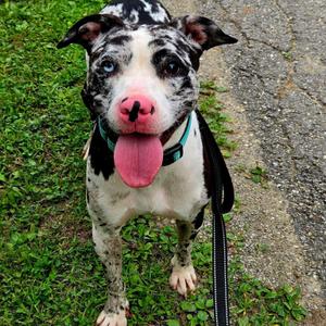 Chilli, Pit Bull Terrier, young, available for adoption