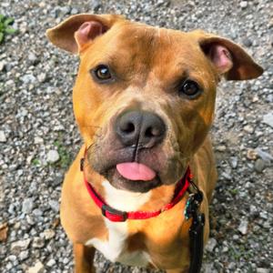 Sparky, Terrier, young, available for adoption