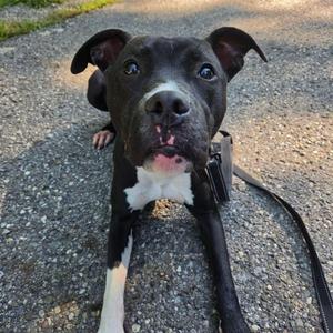 A black and white dog with a white chest and paws, sitting on a paved surface, looking up with bright blue eyes.