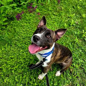 Blast, Pit Bull Terrier, young, available for adoption