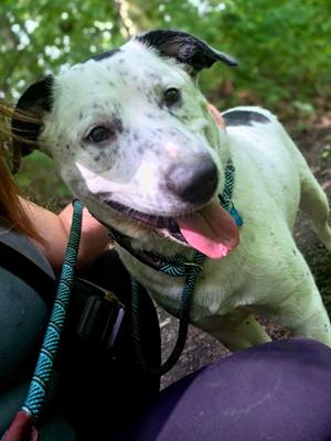 Snowman, Cattle Dog, young, available for adoption