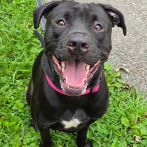 Popsicle, Pit Bull Terrier, young, available for adoption