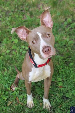 MARLENE MARLOWE, Mixed Breed, young, available for adoption