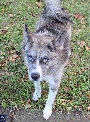 A blue-eyed dog with a gray and white coat standing on grass.