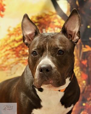 Mallory (61767579), Mixed Breed, adult, available for adoption