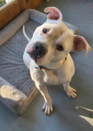 A white dog with a black nose and floppy ears is sitting on a gray dog bed. The dog is looking up at the camera with its head tilted. The dog bed is placed on a wooden floor, and there is a window in the background.