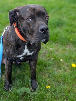 Lilo (60986178), Mixed Breed, adult, available for adoption