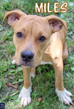 Miles (61329131), Mixed Breed, young, available for adoption