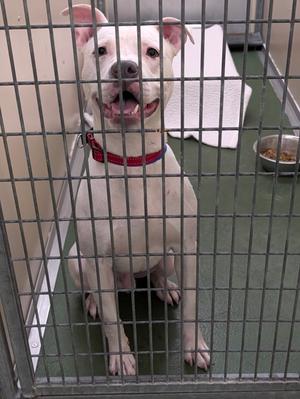 Darwin, Mixed Breed, adult, available for adoption