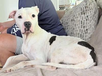A white dog with black spots lying on a couch next to a person.