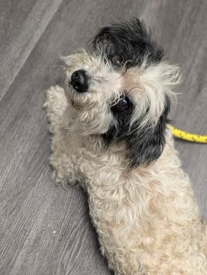 Lucas, Mixed Breed, senior, available for adoption