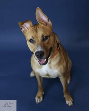 Bob (60985924), Mixed Breed, young, available for adoption