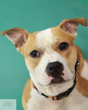 COMET (61107940), Mixed Breed, young, available for adoption