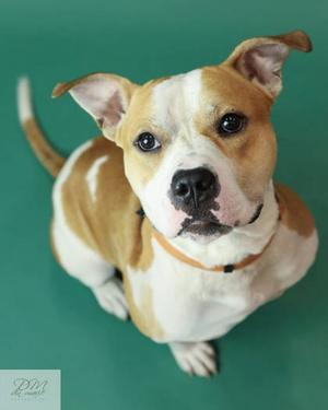 COMET (61107940), Mixed Breed, young, available for adoption