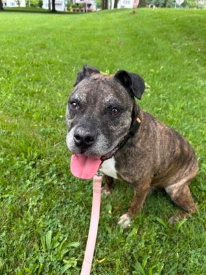 Buddy (34403714), Mixed Breed, senior, available for adoption