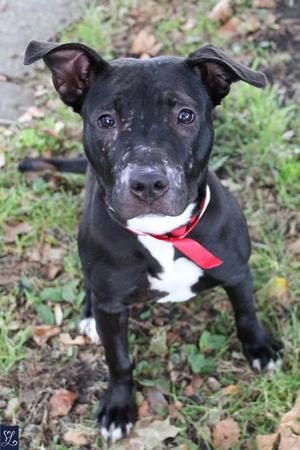 A black dog with a white chest and a red collar, sitting on grass.