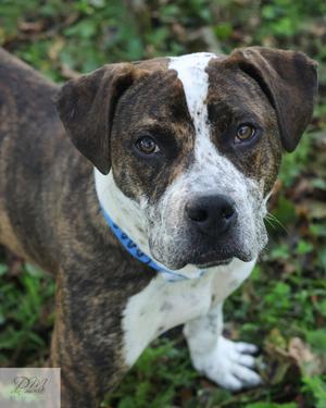 Conan (61677152), Mixed Breed, adult, available for adoption