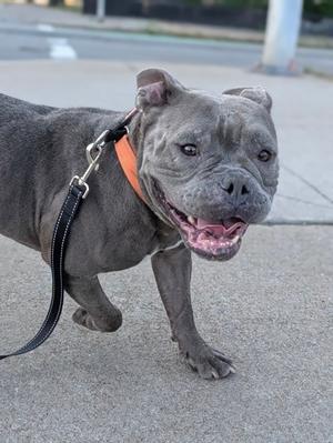 Mila, Mixed Breed, young, available for adoption