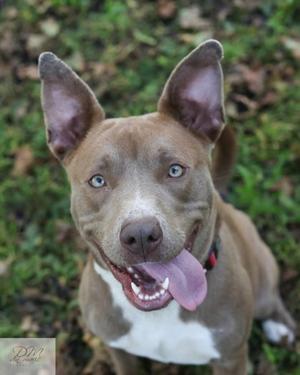 A brown and white dog with blue eyes and floppy ears, sitting on grass with its tongue out.