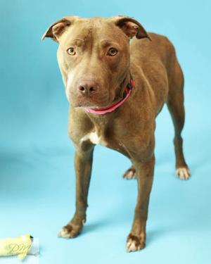 Dotty (61369583), Mixed Breed, adult, available for adoption