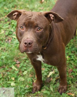 A brown dog standing on grass